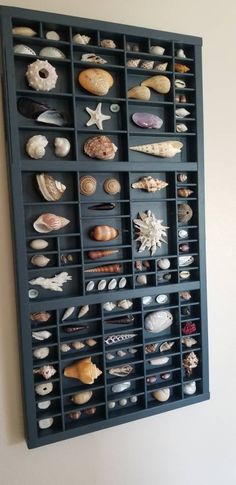 a wall mounted shelf filled with lots of seashells on it's sides