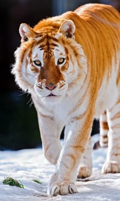 a close up of a tiger walking in the snow