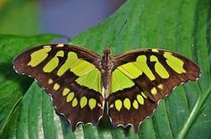 a yellow and brown butterfly sitting on top of a green leaf