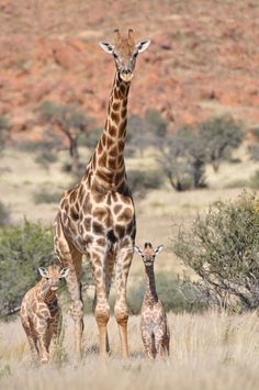 an adult giraffe and two baby giraffes in the wild