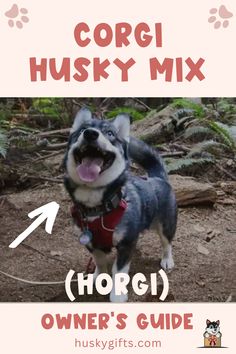 Corgi Husky Mix (Horgi): Owner’s Guide Designer Dogs Breeds, Husky Mix