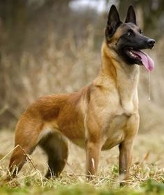 a brown and black dog standing on top of a grass covered field with trees in the background