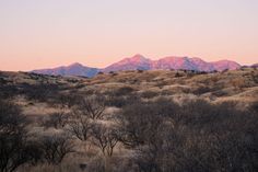 the mountains are covered in brown grass and trees