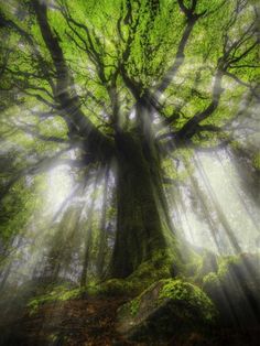 the sun shines through the branches of a large, old tree in a forest