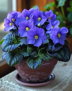 a potted plant with purple flowers in it