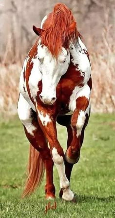 a brown and white horse is running in the grass