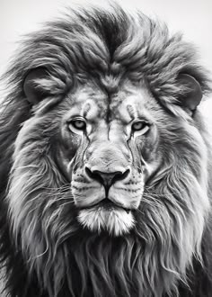 a black and white photo of a lion