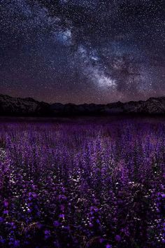 the night sky is filled with stars and purple flowers in front of a mountain range