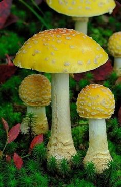 three different pictures of yellow mushrooms in the grass with caption that reads, it's from kathy gleason's post