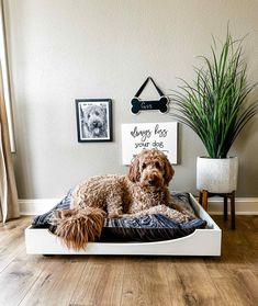 a brown dog laying on top of a bed in a living room next to a potted plant