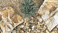 a small plant is growing out of some rocks