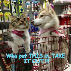 a dog and cat sitting in a shopping cart with the caption when you see your crush in public and try to act like a normal human being