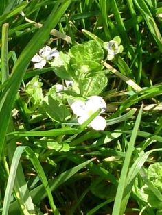 small white flowers are growing in the grass