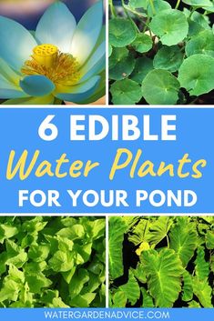 water plants with text overlay that says 6 edible water plants for your pond or garden