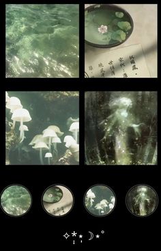 four different pictures of mushrooms in the water