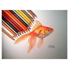 a drawing of a goldfish surrounded by colored pencils