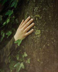 a person's hand on the side of a tree with green leaves around it