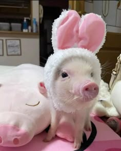 a small pig wearing a bunny costume on top of a pink blanket next to a stuffed animal