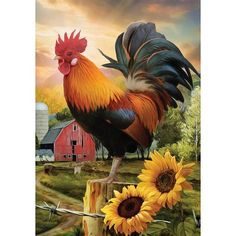 a rooster and sunflowers on a farm with a red barn in the background