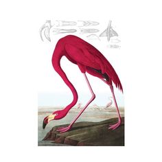 a pink flamingo standing on top of a rock