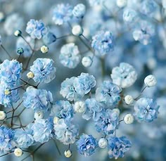 blue flowers are blooming in the middle of the day, and it's hard to tell what color they are