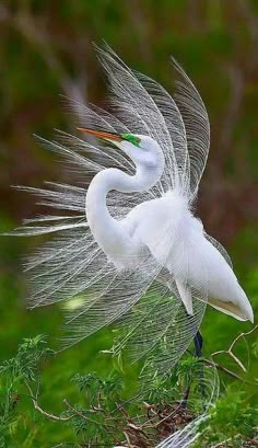 a white bird with its wings spread out in the grass and water droplets on it's body