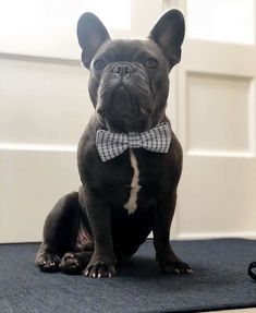 a small dog wearing a bow tie sitting on the floor in front of a door