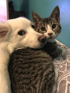 a cat and dog are laying on a bed with their heads touching each other's noses