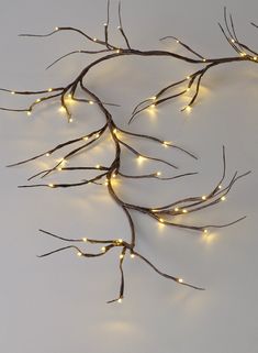 there is a branch with lights on it