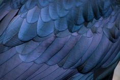 the back side of a bird with blue feathers