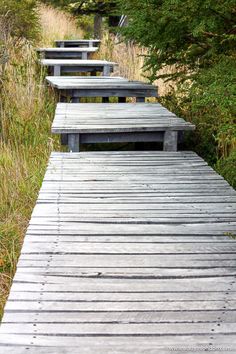 the wooden walkway is lined with benches and tall grass in front of some trees on either side