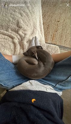 a cat curled up on someone's lap with their head in the back pocket