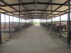 several cows are standing in their stalls at the farm