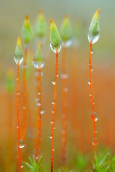 some very pretty flowers with drops of water on them