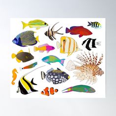 an assortment of tropical fish poster