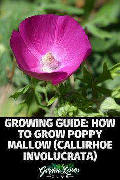 a pink flower with the words growing guide how to grow poppy mallow califridge in