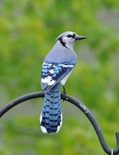 a blue and white bird sitting on top of a metal pole