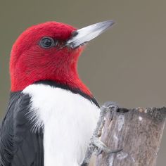 a red and white bird sitting on top of a wooden post