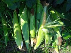 some green corn is growing in the grass