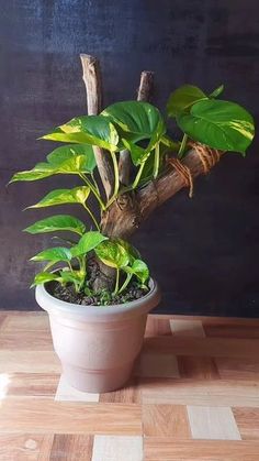 a potted plant sitting on top of a wooden table