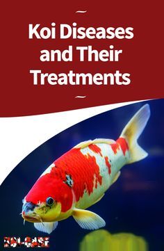 koi diseases and their treatments book cover with an image of a fish in the water