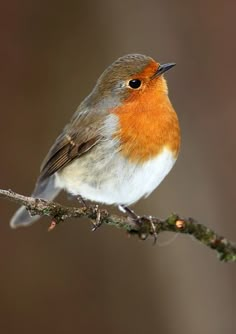 a small bird sitting on top of a tree branch