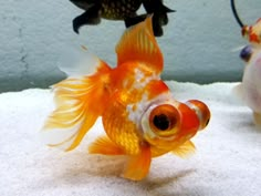 two goldfish in an aquarium one is looking at the other fish's head