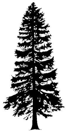 a black and white image of a tree with the words western red cedar on it