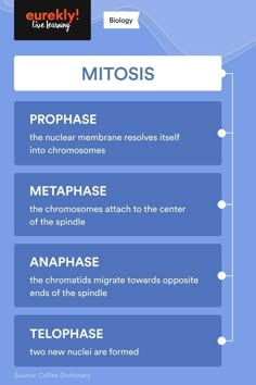 an info sheet describing the different types of mitts and how they can be used