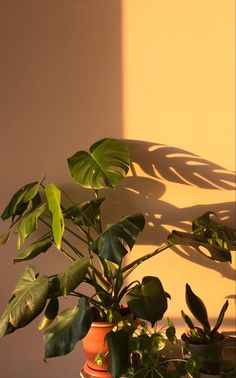 two potted plants on a table in front of a wall with the shadow of a leafy plant