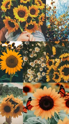 sunflowers and butterflies are shown in this collage with the same color scheme