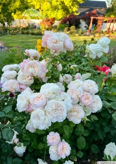 white and pink flowers in a garden with green leaves on the top one bush is blooming