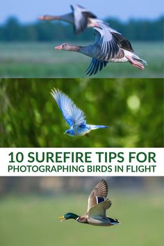 three different birds flying in the air with trees in the background and text that reads, 10 surefire tips for photographing birds in flight