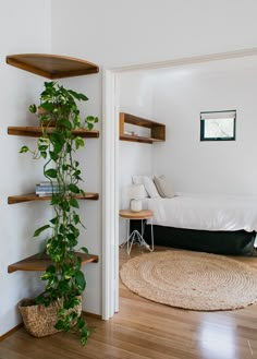 a room with a bed, shelves and a potted plant on the floor in front of it